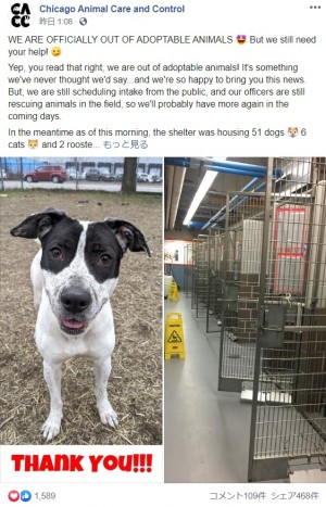 自宅待機の影響か 動物保護施設で犬や猫が次々と新しい家族のもとへ 米 動画あり ニコニコニュース