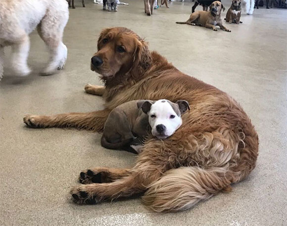 これは良い枕 寝心地よさそうな犬をチョイスしマイ枕代わりに使う犬 アメリカ ニコニコニュース