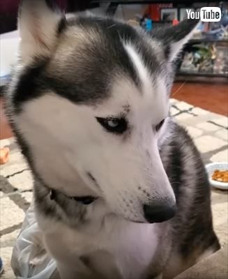 骨 ついたままでいいんですけど 肉だけをお皿に乗せた飼い主さんに不服なワンちゃん ニコニコニュース