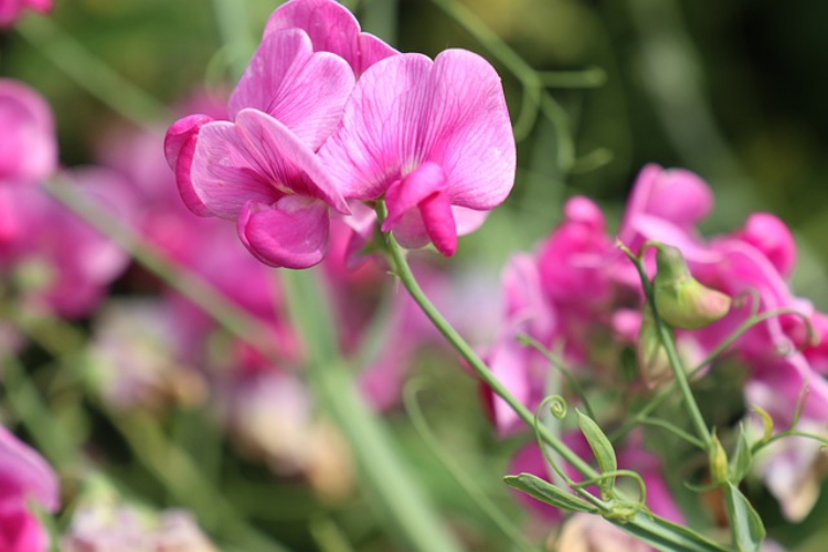 スイートピーの花言葉は パステルカラーがカワイイ春の花 ニコニコニュース