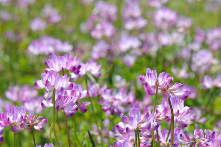 レンゲソウの花言葉は その由来は姿かたちや効能にあるとも ニコニコニュース