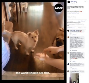 耳に障がいを持つ犬 散歩 の手話に大はしゃぎ カナダ 動画あり ニコニコニュース