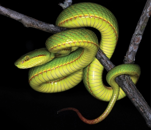 インドで発見されたヘビ ハリポタの スリザリン に由来して命名され