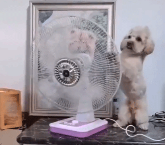こう暑くっちゃよぅ 扇風機の向きを自分に当たるように変える賢い犬 ニコニコニュース