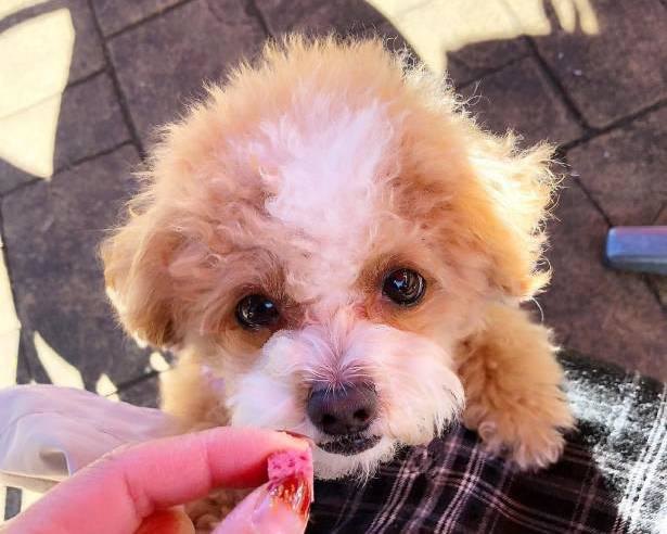 人間顔負けの あざと犬 現る チワプーのあんずちゃんが飼い主をメロメロにする 必殺技 とは ニコニコニュース