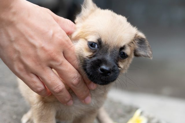 閲覧注意 犬を撫でることを躊躇してしまう画像が話題に ニコニコニュース