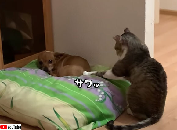 犬と心を通わせたい猫のソフトタッチング ニコニコニュース