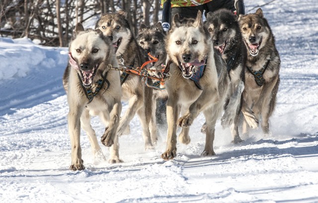 ハスキー犬の先祖はそり犬のルーツ 約1万年前からシベリアで犬ぞりを引いていた アイルランド研究 ニコニコニュース