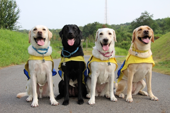 介助犬事業について学ぶ研修生について知ろう Web 日本介助犬協会 ニコニコニュース