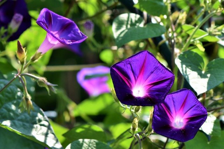 朝顔の花言葉はなに 爽やかな夏の朝のようなものからちょっと怖い花言葉まで ニコニコニュース