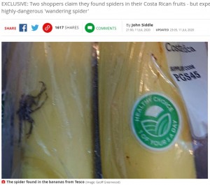 スーパーで購入したバナナに毒クモが混入 世界で最も毒の強いクモの恐れ 英 ニコニコニュース