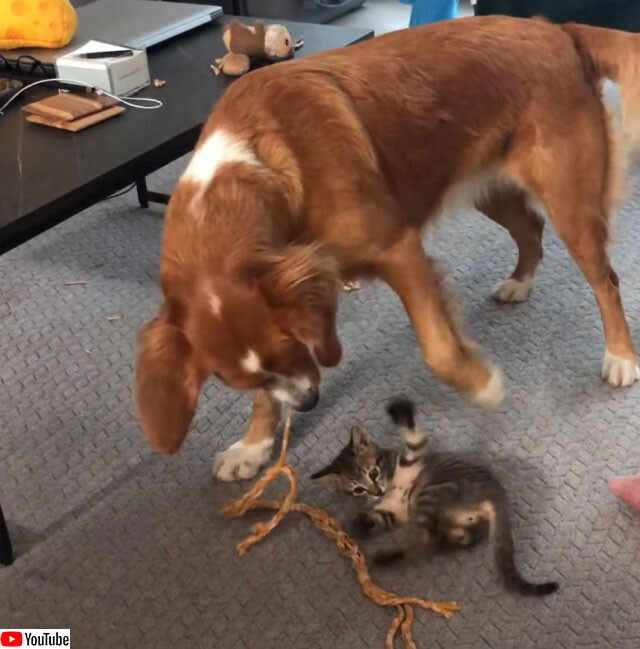 子猫を紐で遊んであげるやさしい犬 ニコニコニュース