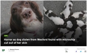 盗まれた犬の親子 母犬は首のマイクロチップを抜き取られ路上に放置 アイルランド ニコニコニュース