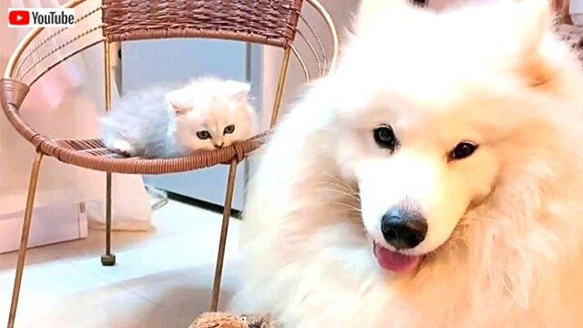 今日もみんなお疲れさま サモエド犬と子猫がまったり過ごす優しい時間に癒されたい ニコニコニュース