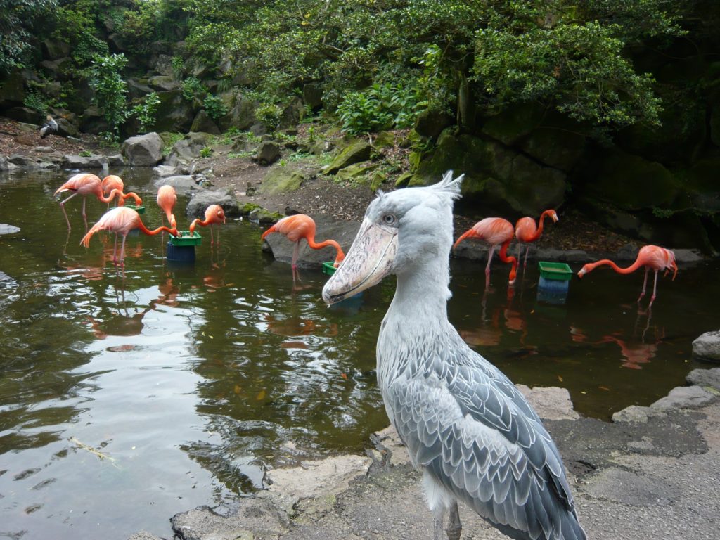 ハシビロコウ 壁紙