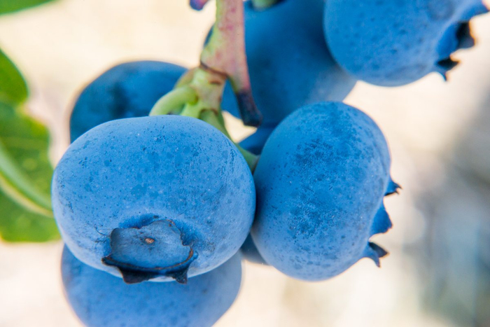 カナダのブルーベリー生産最大手の一社シルバーバレーファーム Blueberry Life Lab 始動 ニコニコニュース