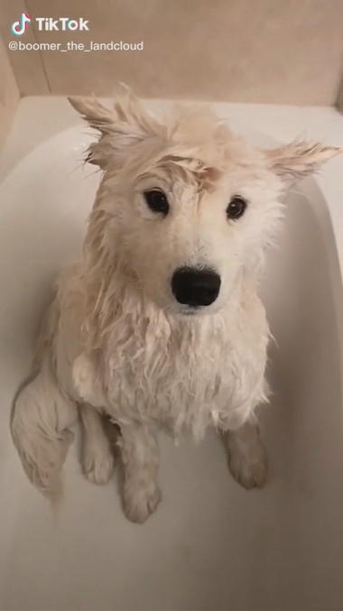 まるで別犬 お風呂に入ったサモエドがふわっふわモフモフな姿に ニコニコニュース