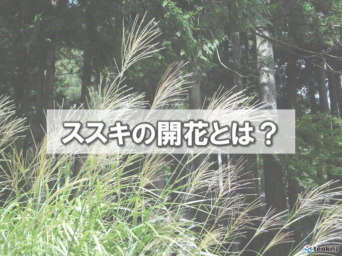 高知でススキ開花 平年より一か月遅く ところで ススキの開花 って ニコニコニュース