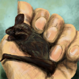 コウモリとは コウモリとは 単語記事 ニコニコ大百科