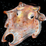 ジュウモンジダコとは 単語記事 ニコニコ大百科