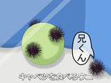キャベツを食べるウニとは キャベツヲタベルウニとは 単語記事 ニコニコ大百科